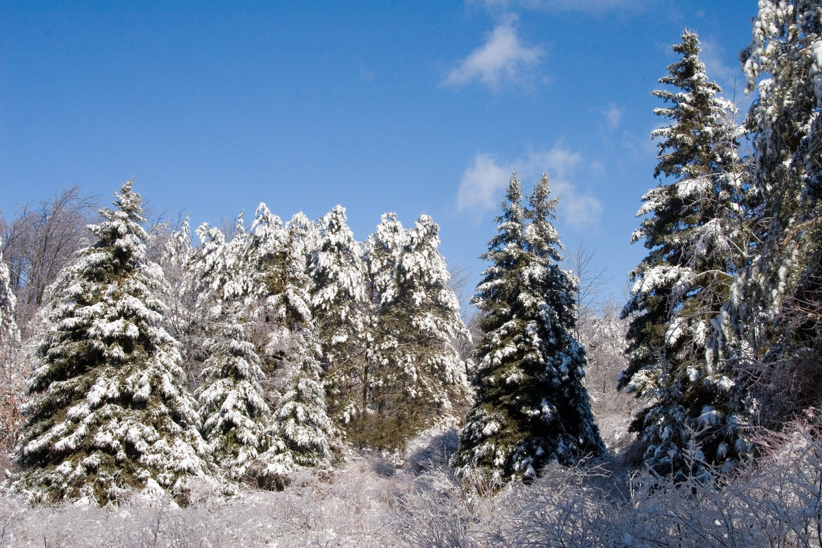 Snowy Firs Christmas Cards | Pack of 10